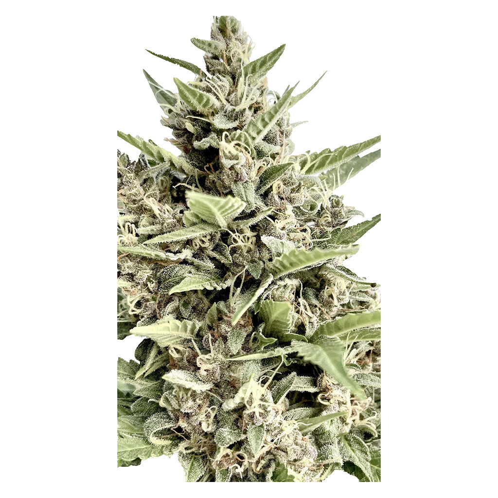 Modified Kush Mints  Feminized Seeds  4 Pack